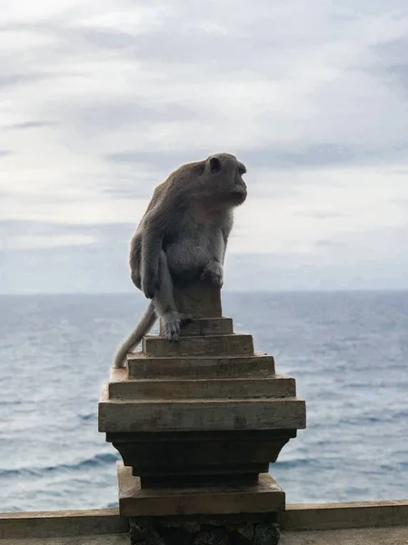 Verticale selectieve focus opname van een grijze aap op een stenen oppervlak — Stockfoto