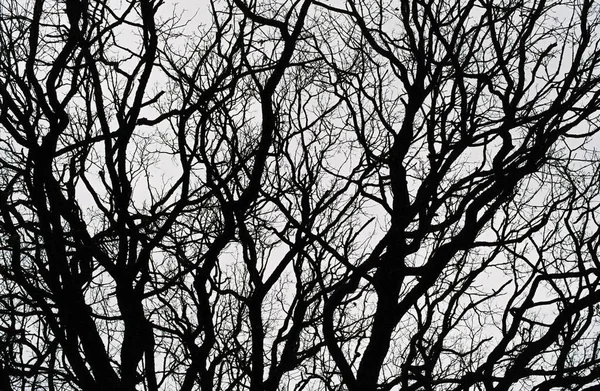 Beyaz arkaplan ile ağaç dalları silueti — Stok fotoğraf