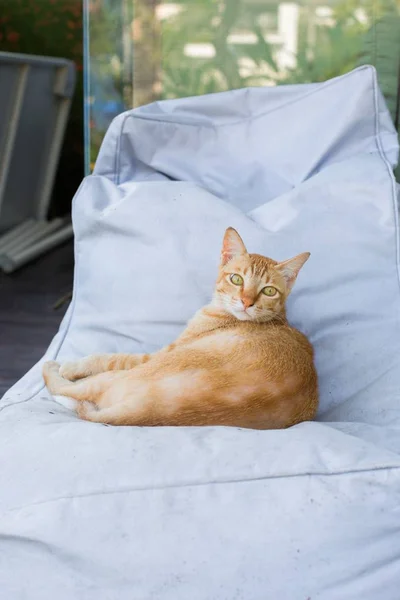 Beyaz bir dış mekan mobilyaturuncu sekme kedi dikey seçici closeup çekim — Stok fotoğraf