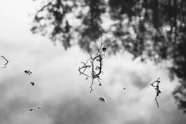 Krásný záběr větve stromu ve vodě v černé a bílé — Stock fotografie