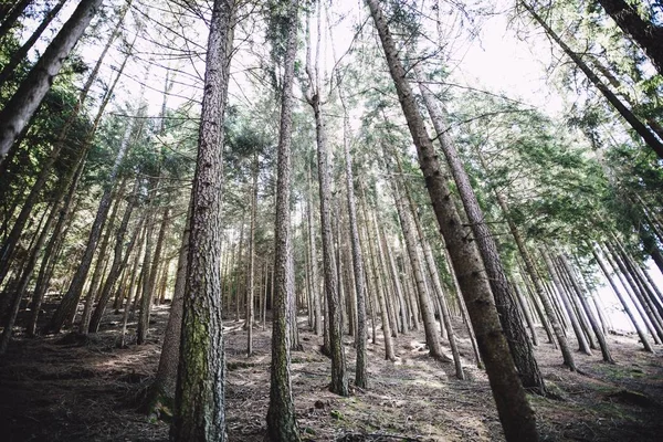 Низький кут пострілу лісу з високими деревами — стокове фото
