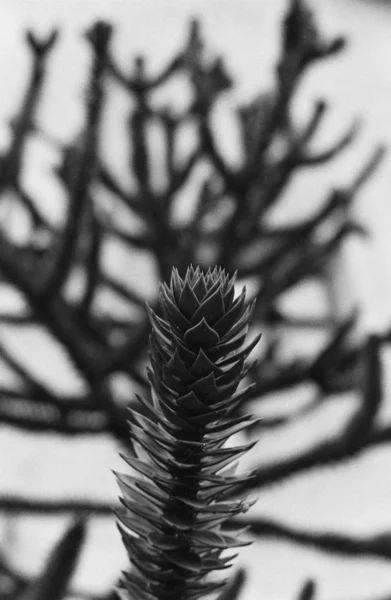 흑백으로 배경 이 흐릿 한 식물을 수직으로 클로즈업하는 장면 — 스톡 사진
