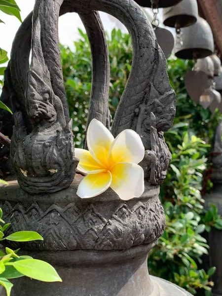 Pionowe wybiórcze zbliżenie białego kwiatu frangipani na kamiennej rzeźbie — Zdjęcie stockowe