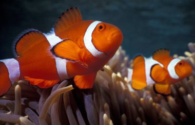 Selective closeup shot of Ocellaris clownfish (nemo) among coral reefs clipart