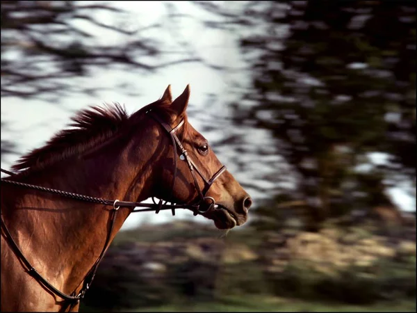Selektive Nahaufnahme eines braunen Pferdes mit einem Haken auf dem verschwommenen Hintergrund von Bäumen — Stockfoto