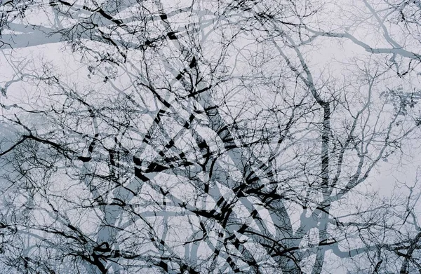 흰색 배경 이 있는 잎없는 나무의 두 번 노출 사진 — 스톡 사진