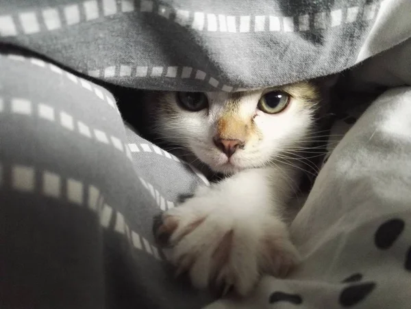 Primer plano de un lindo gato tendido entre las mantas mirando a la cámara —  Fotos de Stock