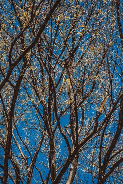 Tiro vertical de galhos de árvore com um céu azul no fundo durante o dia — Fotografia de Stock