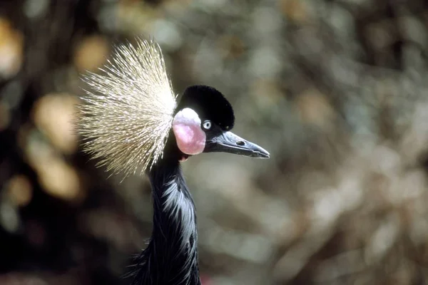 Selektivní zaostřená-snímek z černě korunovaného jeřábu na rozmazané pozadí — Stock fotografie