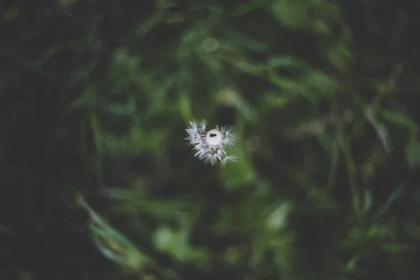 Felső lövés egy félig fújt gyermekláncfű egy elmosódott természetes háttérrel — Stock Fotó