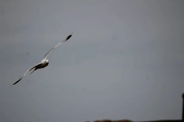 Primer plano de una gaviota volando en el cielo despejado con un fondo borroso —  Fotos de Stock