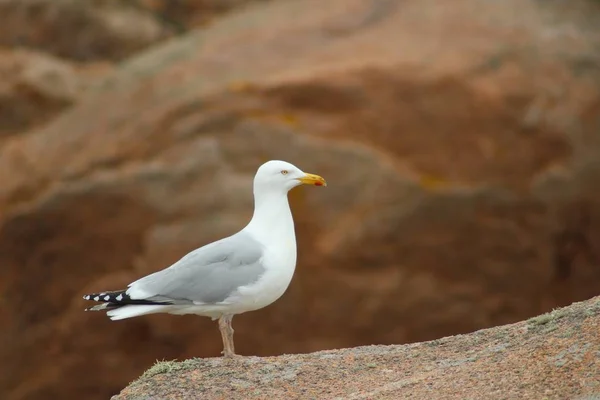 Близкий снимок чайки, стоящей на скале с размытым фоном — стоковое фото