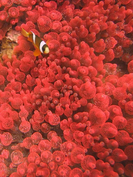 Primer plano vertical de un pez payaso ocellaris (nemo) entre los arrecifes de coral rojo —  Fotos de Stock