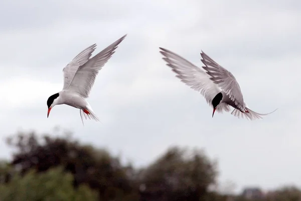 Beyaz ortak tern kuşların seçici closeup çekim — Stok fotoğraf