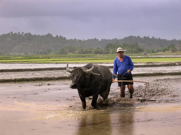 Agricultor em camisa azul com carabao (búfalo ) — Fotografia de Stock
