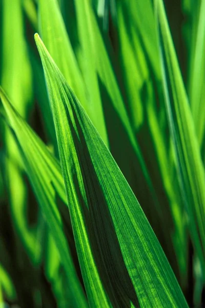 녹색 잎을 수직 선택적으로 클로즈업 한 사진 — 스톡 사진