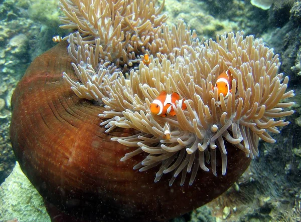 Captura selectiva de Ocellaris clownfish (nemo) entre los arrecifes de coral —  Fotos de Stock