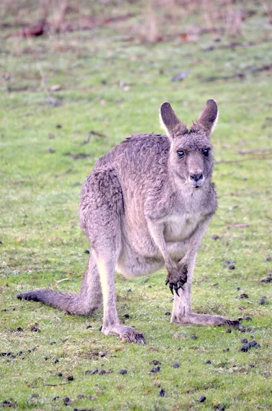 Vertikal bild av en känguru stående på en gräsig fält tittar mot kameran — Stockfoto