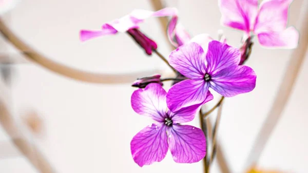 Strzał Zbliżenie Purpurowe Piękne Kwiaty Cienkich Gałęzi Rośliny — Zdjęcie stockowe