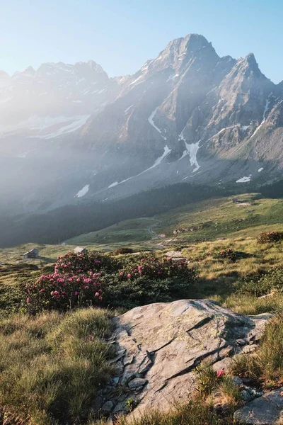 Tiro vertical de uma colina gramada com flores roxas e uma montanha no fundo — Fotografia de Stock