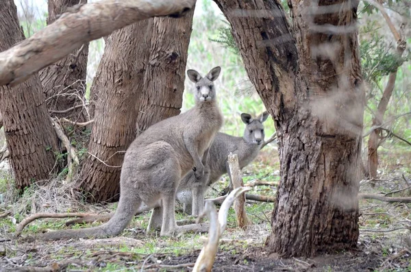 Bulanık arka plan ile ağaçların yakınındaki çimenli bir alanda kanguru yakın çekim — Stok fotoğraf
