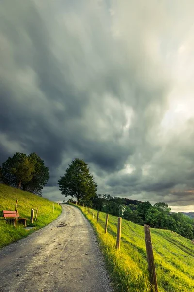 Tiro vertical de un sendero en medio de un campo herboso con árboles bajo un cielo nublado — Foto de Stock