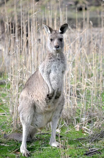 Bulanık arka planile çimenli bir alanda duran bir kanguru dikey yakın çekim — Stok fotoğraf
