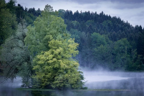 Vacker Bild Ett Träd Mitten Vattnet Med Skogbevuxen Berg Bakgrunden — Stockfoto