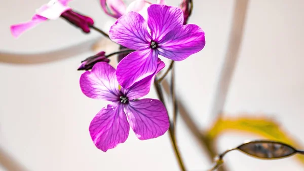 Ένα Κοντινό Πλάνο Από Μωβ Όμορφα Λουλούδια Λεπτά Κλαδιά Ενός — Φωτογραφία Αρχείου