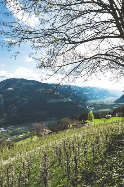 Verticaal schot van een grasveld met beboste bergen op de achtergrond — Stockfoto