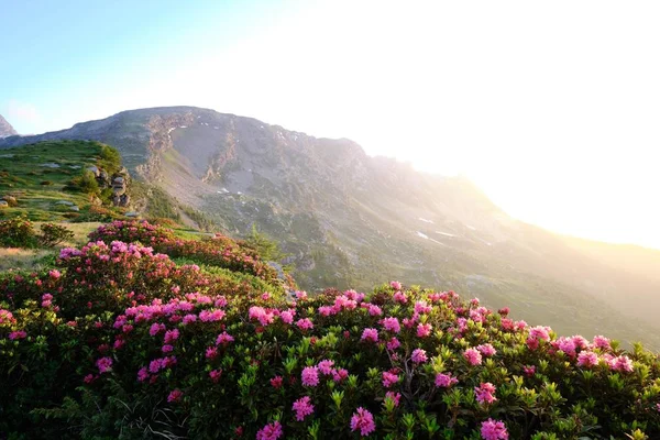 Hermosa foto de flores moradas en una colina con una montaña en la distancia bajo un cielo azul —  Fotos de Stock