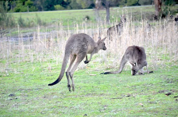 Känguru springt mit verschwommenem Hintergrund von hinten auf eine Wiese — Stockfoto