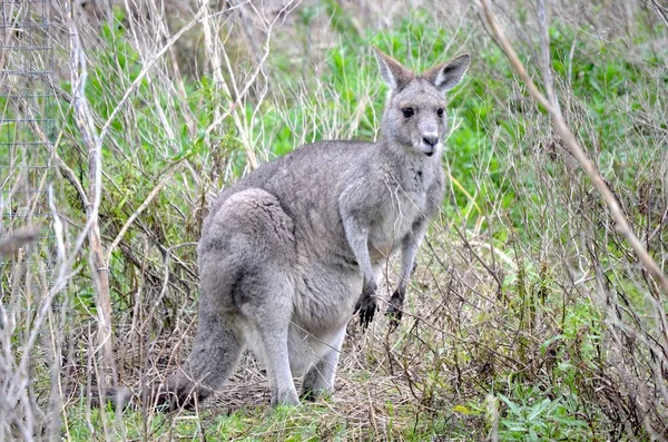 Bitkilerin ortasında çimenli bir alanda duran bir kanguru nun yakın çekimi — Stok fotoğraf