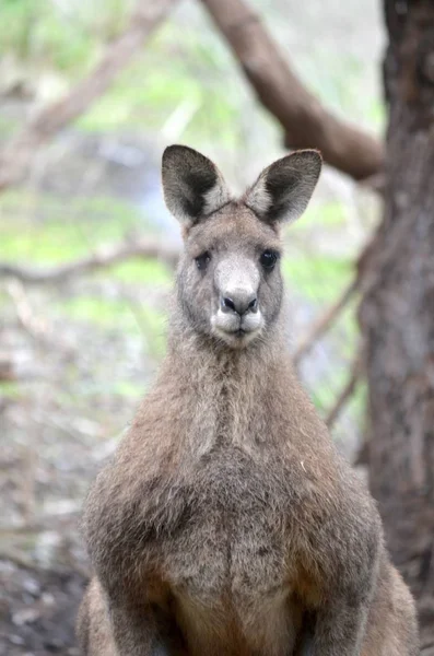 Bulanık arka planile kameraya bakan bir kangurunun dikey yakın çekim çekimi — Stok fotoğraf