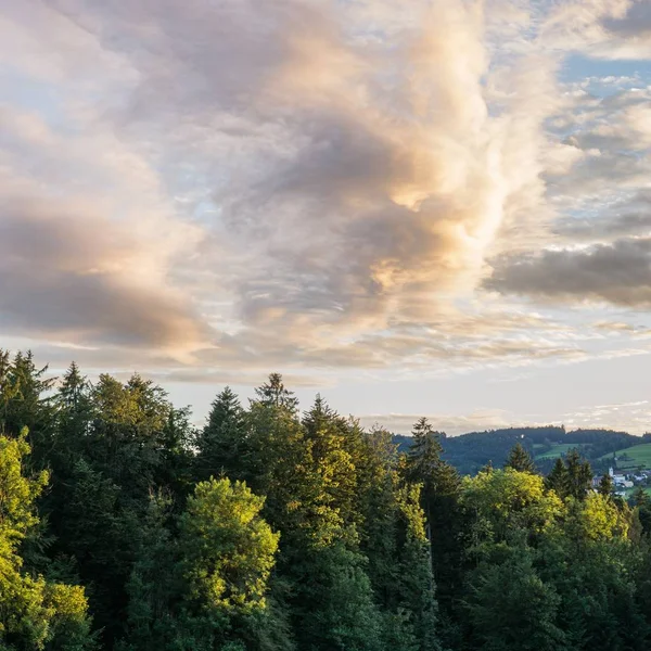 Schöne Aufnahme von Bäumen unter einem bewölkten Himmel am Tag — Stockfoto