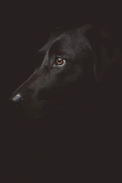 Närbild skott av en svart hundens huvud med bruna ögon med en svart bakgrund — Stockfoto