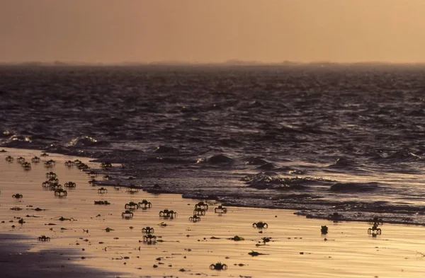Tiro de focagem selectivo largo de caranguejos na costa — Fotografia de Stock
