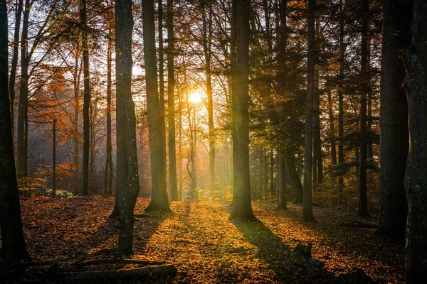 땅에 노란 잎이 피어 있는 숲의 아름다운 사진 과 나뭇가지 사이로 햇살 이비치는 모습 — 스톡 사진