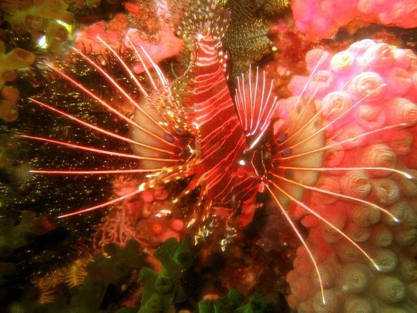 Plan rapproché d'un poisson exotique rouge nageant sous l'eau — Photo