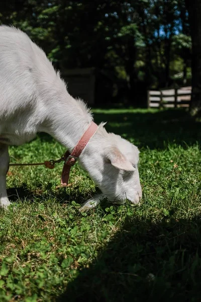 Gros plan sélectif vertical d'une chèvre blanche mangeant de l'herbe — Photo