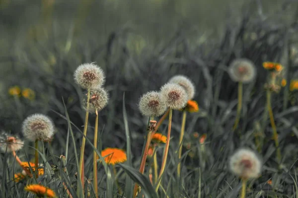 Closeup shot of beautiful dandelions growing in a large green field — Stock Photo, Image