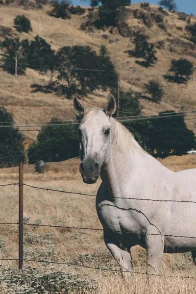 Närbild skott av en vacker häst bakom en trådbunden staket på en Ranch — Stockfoto