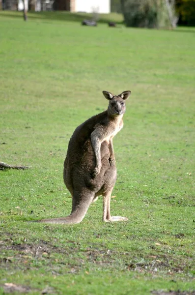 Gambar vertikal dari kangguru yang berdiri di lapangan berumput dengan latar belakang kabur — Stok Foto
