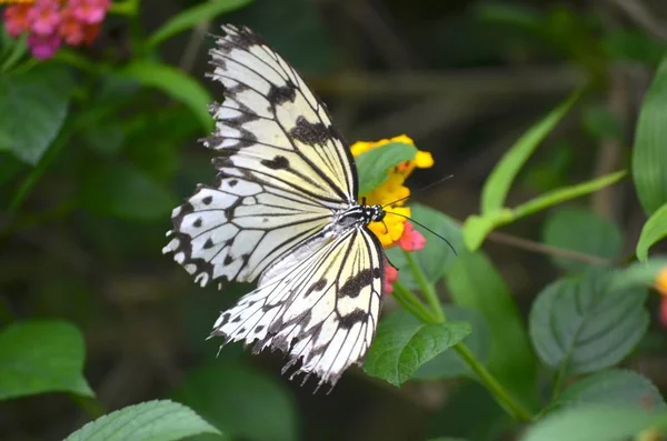 一只白色蝴蝶在背景模糊的黄色花朵上的近距离拍摄 — 图库照片