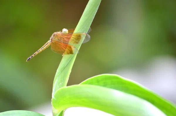 Близкий снимок стрекозы на листке растения с размытым фоном — стоковое фото