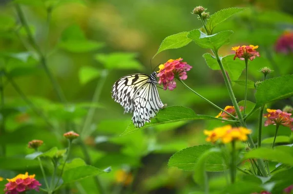 Close shot van een witte vlinder zittend op een paarse bloem met een onscherpe achtergrond — Stockfoto