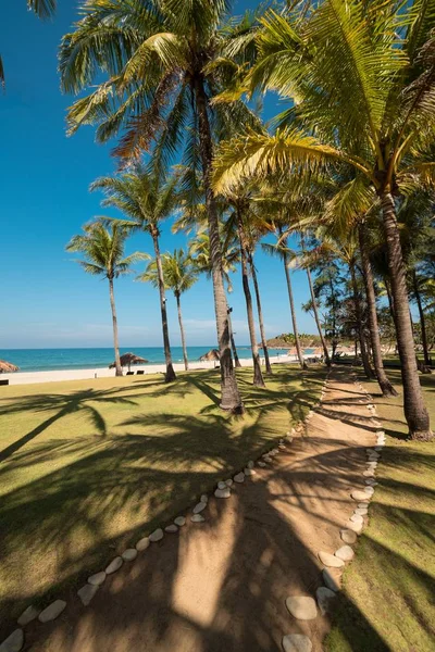 Tiro vertical de um caminho no meio de um campo gramado com palmeiras perto da praia — Fotografia de Stock