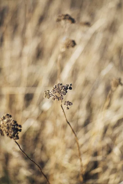 Bulanık arka plan ile kuru çim alanında mor bir çiçek seçici closeup çekim — Stok fotoğraf