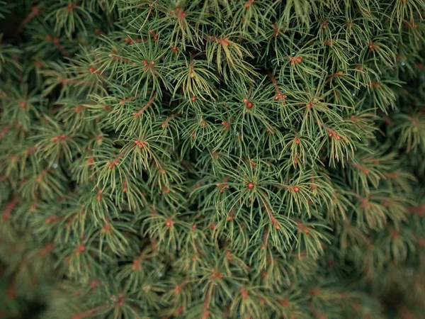 Focusul selectiv de închidere a ramurilor de pin verde — Fotografie, imagine de stoc