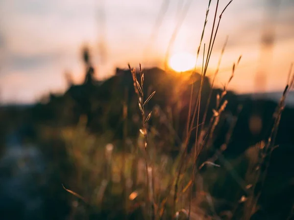 Selektywne ostrości strzał zbliżenie trawy na rozmyte tło zachodu słońca — Zdjęcie stockowe